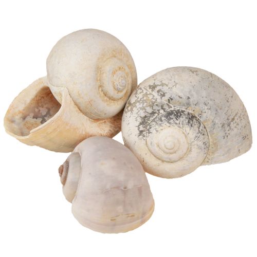 Floristik24 Snail decoration snail shells natural land snail empty 500g