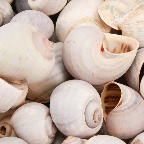 Floristik24 Snail decoration snail shells natural land snail empty 500g