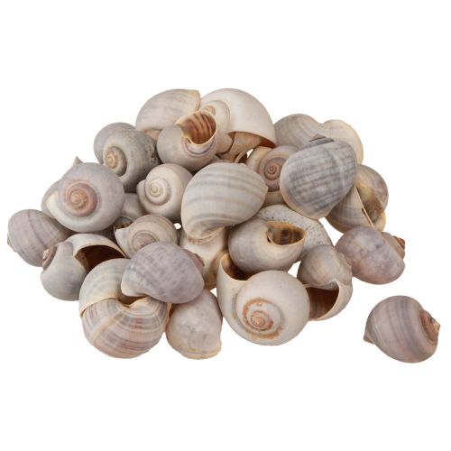Floristik24 Snail decoration snail shells natural land snail empty 500g