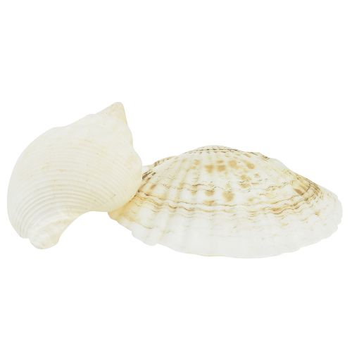 Floristik24 Snail Shell Decoration Natural White Maritime Table Decoration 350g