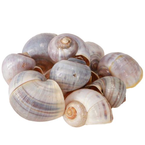 Floristik24 Snail shells nature 1kg