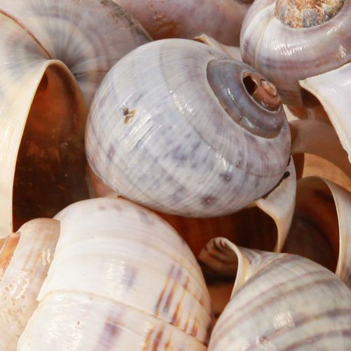 Floristik24 Snail shells nature 1kg