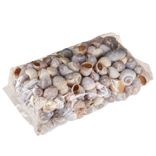 Floristik24 Snail shells nature 1kg