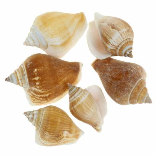 Floristik24 Snail shells Strombus canarium nature 1050g