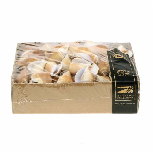 Floristik24 Snail shells Strombus canarium nature 1050g