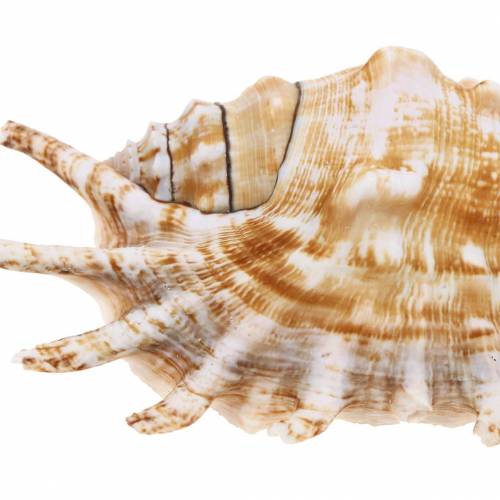 Floristik24 Sea snail millipede snail natural 11-15cm 10 pcs