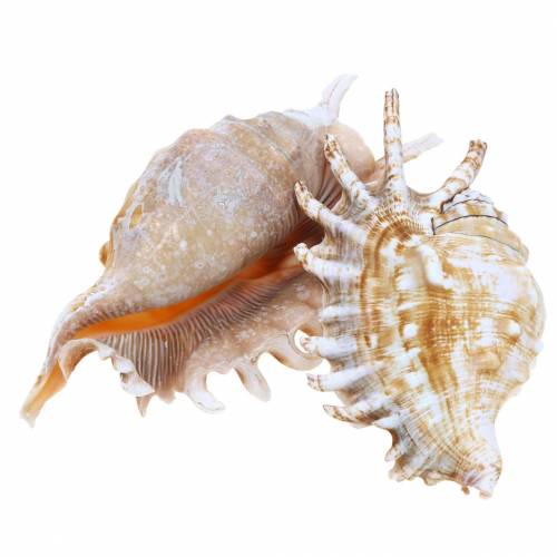 Floristik24 Sea snail millipede snail natural 11-15cm 10 pcs