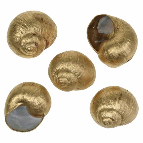 Floristik24 Snail shell Golden 24 pcs natural decoration