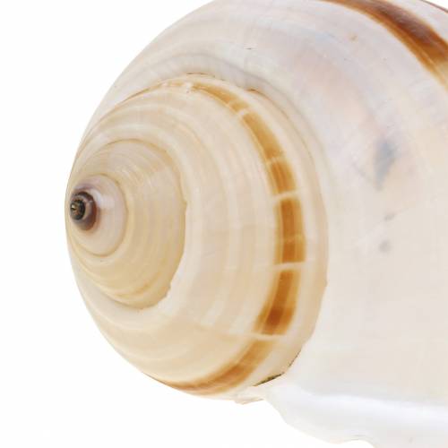 Floristik24 Sea snail barrel snail natural 10-12cm 4 pcs