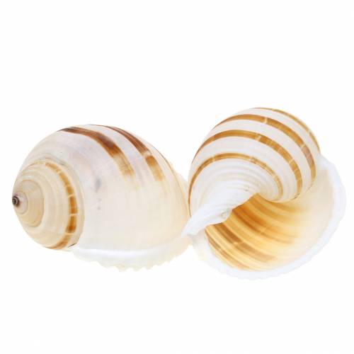Floristik24 Sea snail barrel snail natural 10-12cm 4 pcs