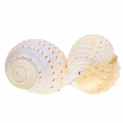 Floristik24 Decorative shell snail Tonna tessellata natural 10-13cm 4 pcs