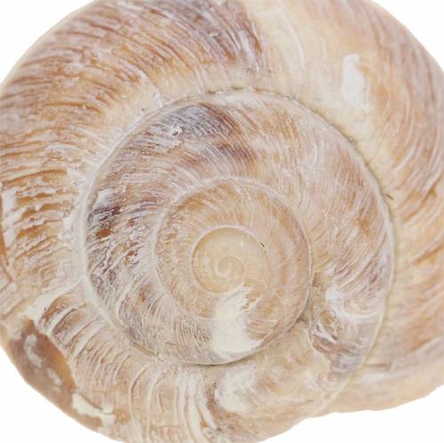 Floristik24 Snail shell white washed 24 pcs