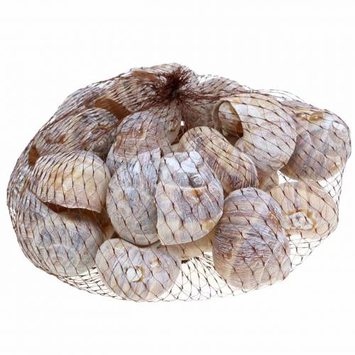Floristik24 Snail shell white washed 24 pcs
