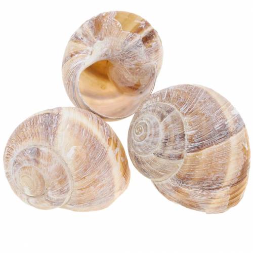 Floristik24 Snail shell white washed 24 pcs