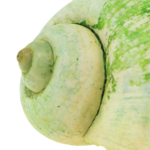 Floristik24 Snail Shells Green 1kg