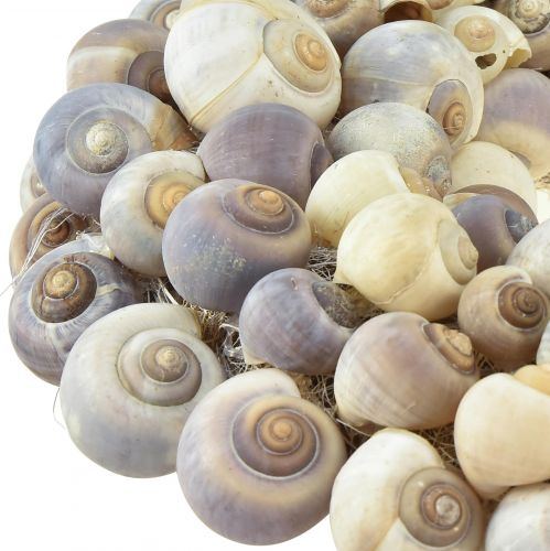 Floristik24 Snail wreath for hanging decorative wreath maritime Nathai Ø35cm
