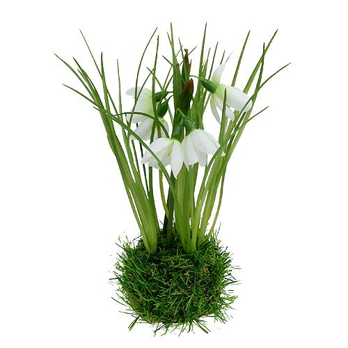 Floristik24 Snowdrop with grass ball 24cm