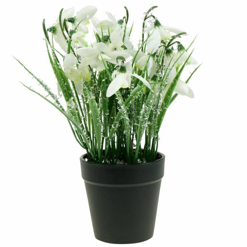 Floristik24 Snowdrops in a frosted pot 25cm