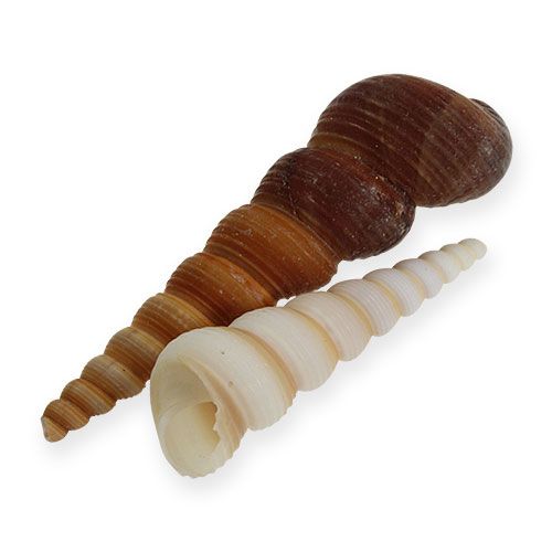 Floristik24 Tower snail Turritella terebra 1kg