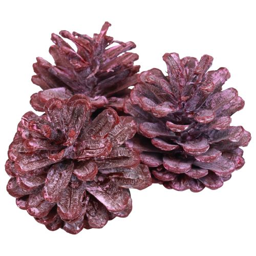Floristik24 Black pine cones red natural decoration frosted 5–7cm 1kg
