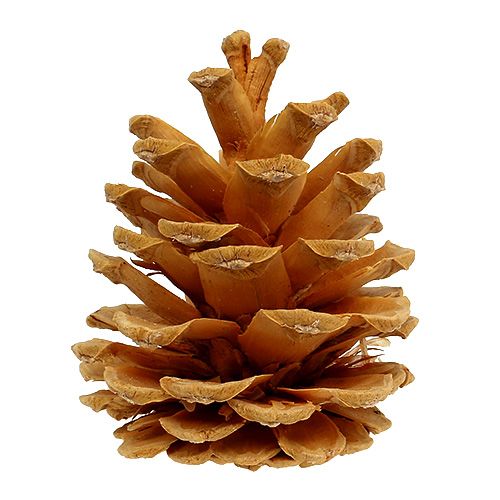 Product Black Pine Cones Decorative Cones Cream 5-8cm 1kg