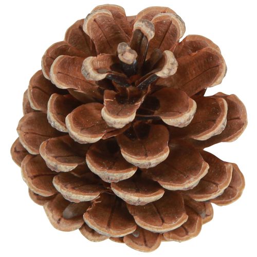 Product Black pine cones, natural decorative cones, pine cones, 5-8cm, 250g