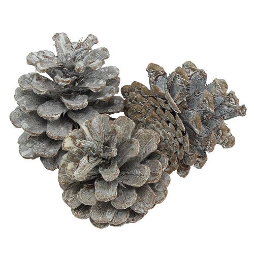Product Black pine cones 5-9cm White washed 1kg