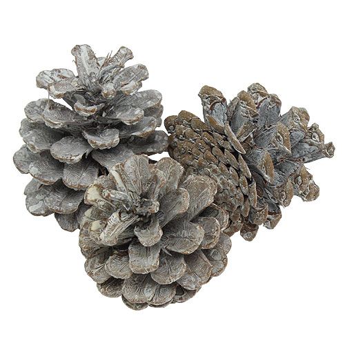 Product Black pine cones 5-9cm white washed 1kg