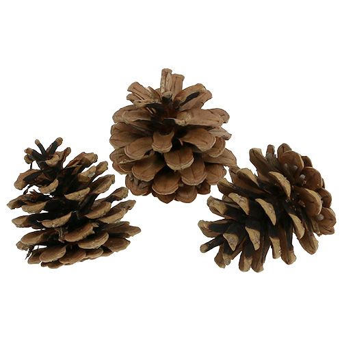 Floristik24 Black pine cones 5cm natural 5pcs