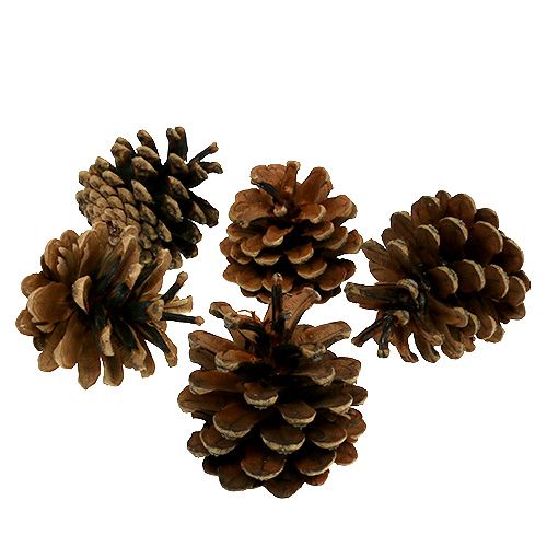 Floristik24 Black pine cones nature 5kg