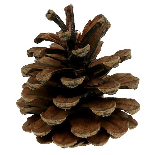 Product Black pine cones nature 5kg