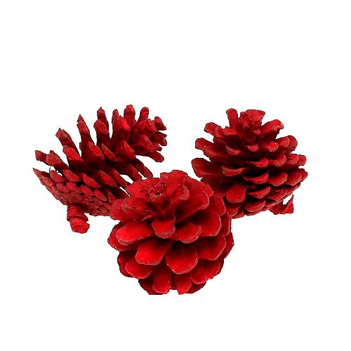 Floristik24 Black pine cones red 50 pcs