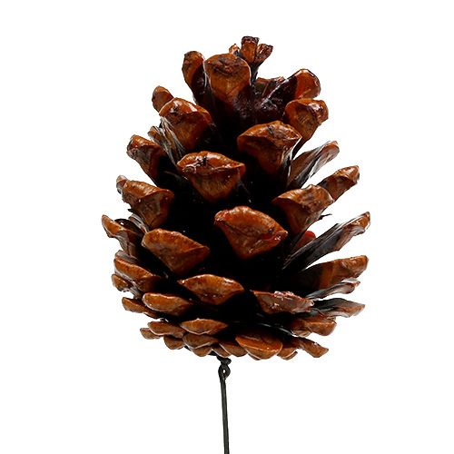 Product Black pine cones waxed wired 200 pcs