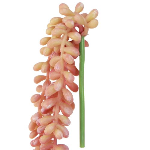 Product Sedum &#39;Rubin&#39; hanging plant – decorative, easy-care succulent 43cm 3pcs.