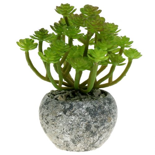 Floristik24 Artificial plants in a pot Artificial Succulent Green H15cm