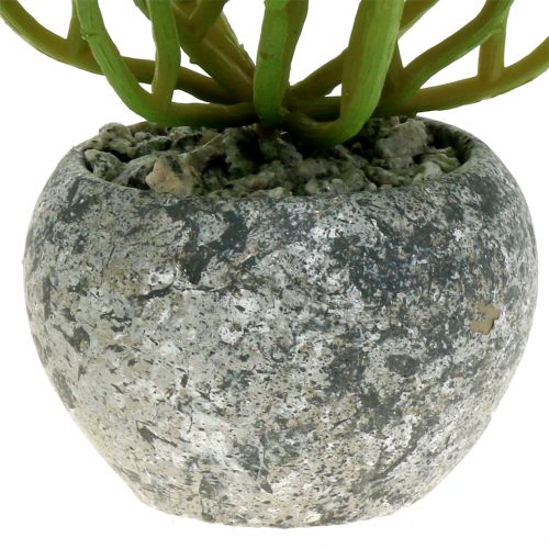 Floristik24 Artificial plants in a pot Artificial Succulent Green H15cm