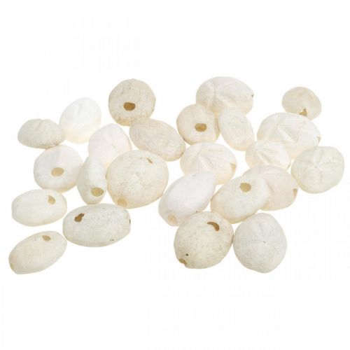 Floristik24 Sea urchin white, maritime natural decoration 4cm-6cm 25 pcs