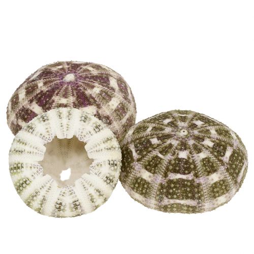 Sea urchin mix green-purple 9 pcs