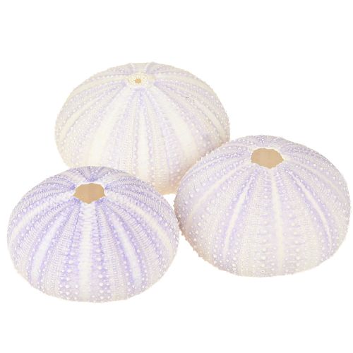Product Sea urchin shell in white-violet Ø4-6cm 12 pcs