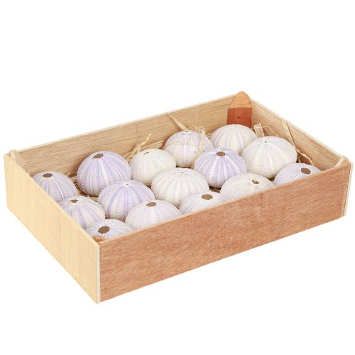 Product Sea urchin shell in white-violet Ø4-6cm 12 pcs