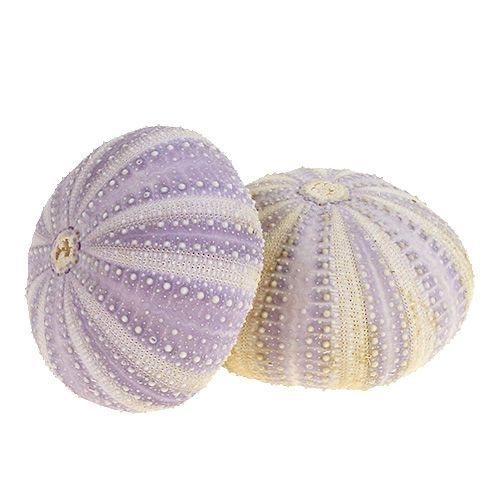 Sea urchin white-violet 20pcs
