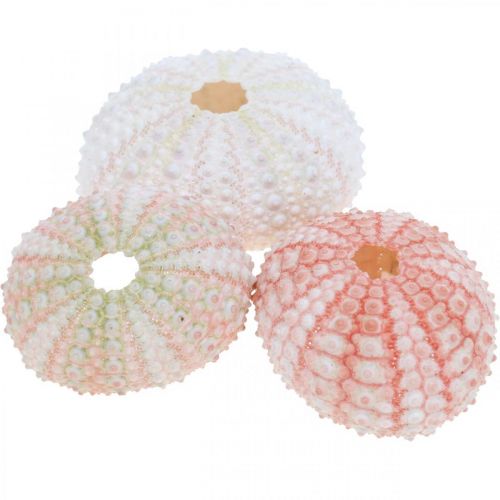 Sea urchin decoration maritime pink, white, green summer decoration 12 pcs
