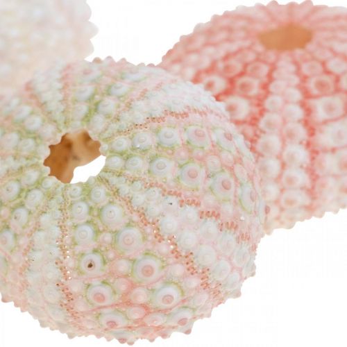 Floristik24 Sea urchin decoration maritime pink, white, green summer decoration 12 pcs
