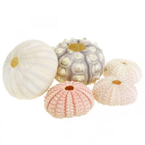 Maritime Decoration Sea Urchin Mix Pink, White, Green Box of 20 pcs