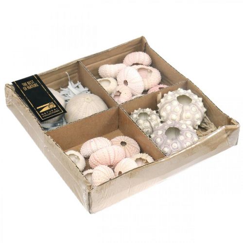 Floristik24 Maritime Decoration Sea Urchin Mix Pink, White, Green Box of 20 pcs