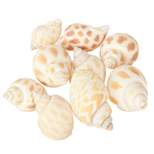 Sea snails natural snail shells maritime 2–4 cm 300 g