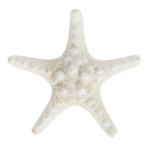 Floristik24 Starfish 9cm - 11cm White 20 pcs