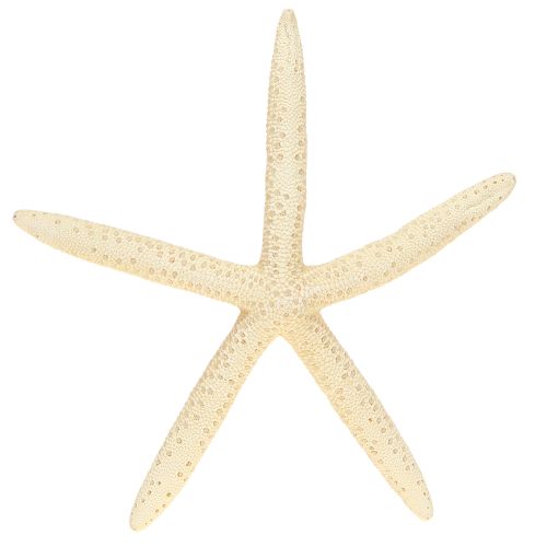 Floristik24 Starfish Decoration Natural Dried Real Starfish 15-17cm 10pcs