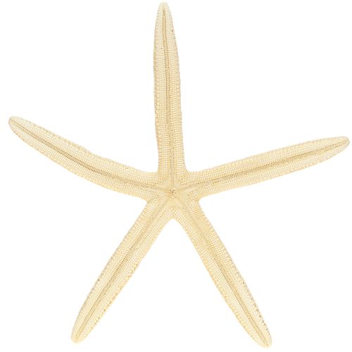 Product Starfish Decoration Natural Dried Real Starfish 15-17cm 10pcs