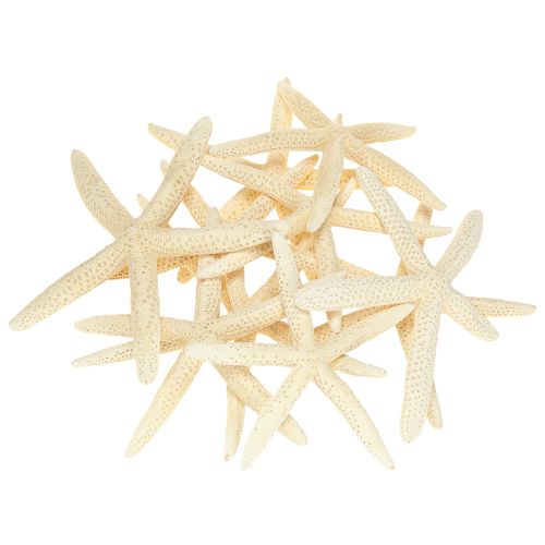 Product Starfish Decoration Natural Dried Real Starfish 15-17cm 10pcs